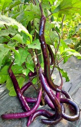 eggplant fengyuan purple